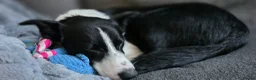 Border Collie dogs for sale: Looking for a Loving Forever Home - Advert 10
