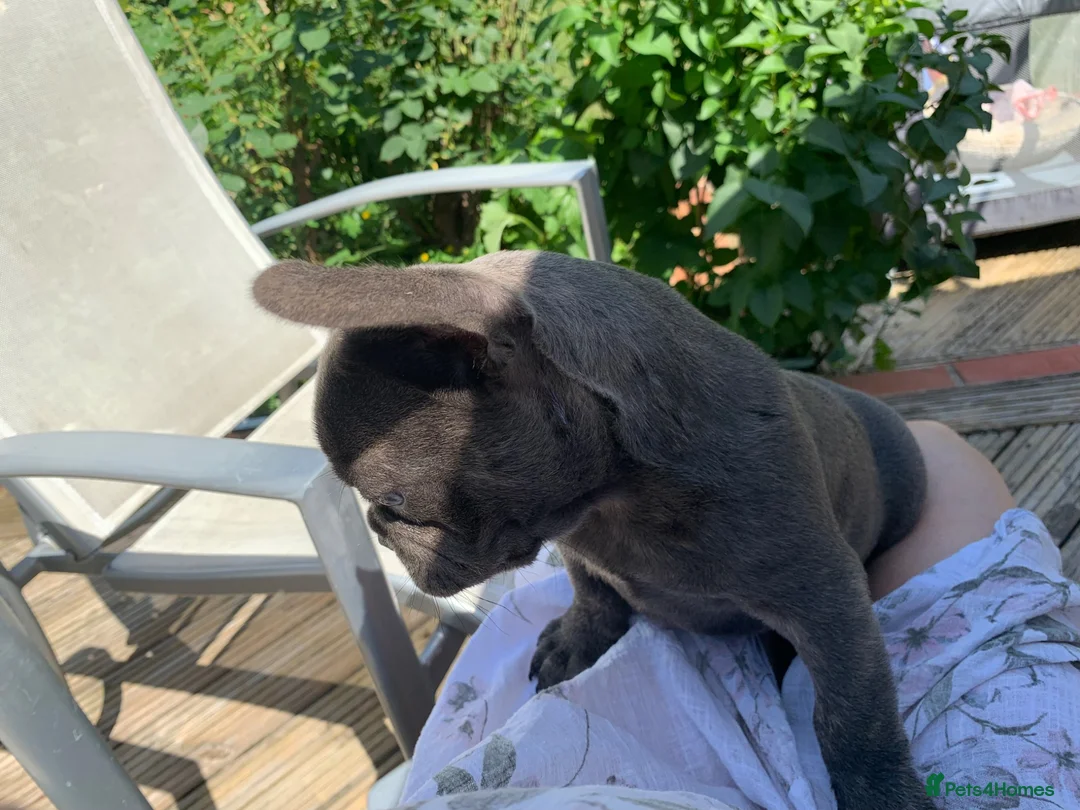 French Bulldog dogs for sale: Outstanding male puppy  - Advert 11