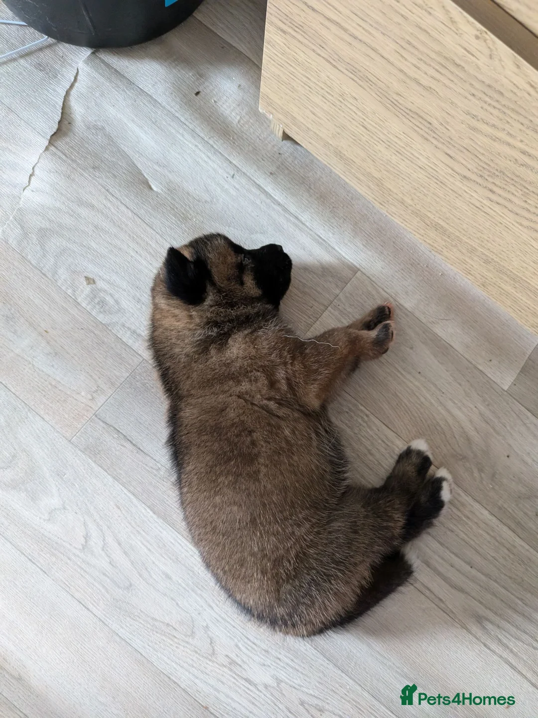 Mixed Breed dogs for sale: Puppies  - Advert 3