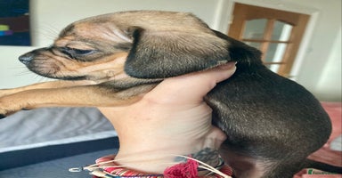 Mixed Breed dogs - Advert 11