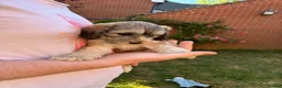 Cockapoo dogs for sale: 6 Gorgeous F1 Cockapoo puppies!!  - Advert 12