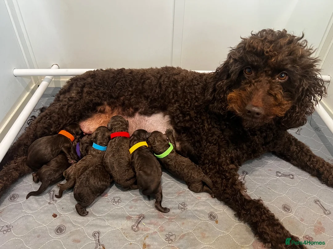 Double Doodle dogs for sale: Rare Australian Double Doodles in Brough - Advert 1