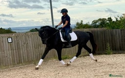 Belgian Warmblood horses for sale: Dressage Prospect- 5 year old classes!  - Image 4