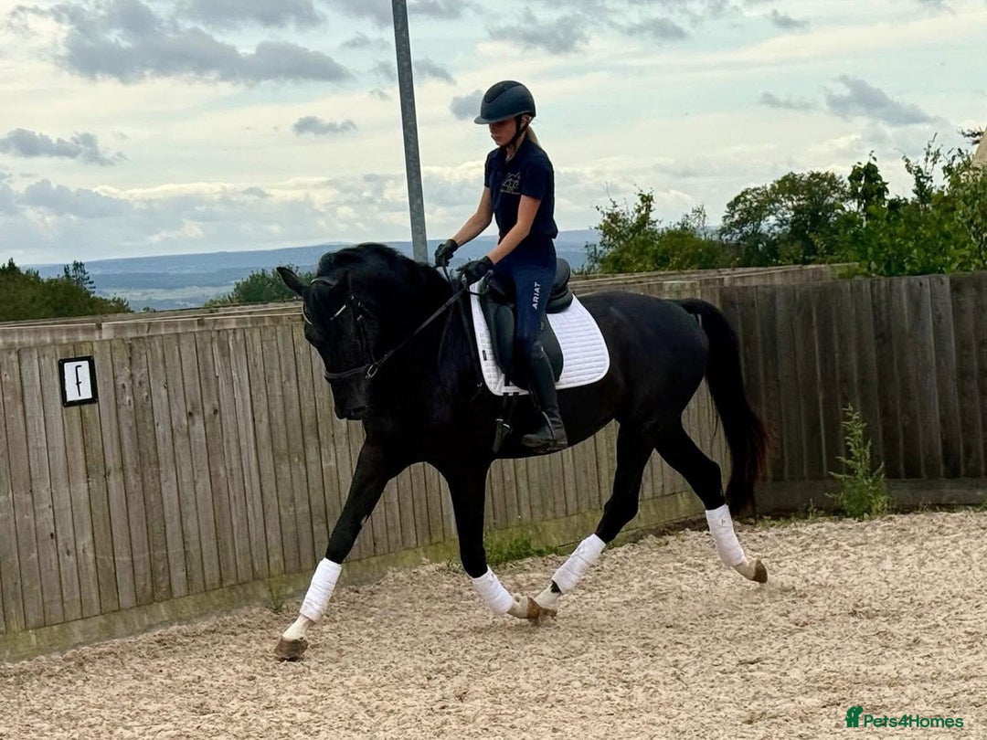 Belgian Warmblood horses for sale: Dressage Prospect- 5 year old classes!  - Image 4
