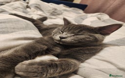 Mixed Breed cats for sale: British Shorthair mixed - Image 13