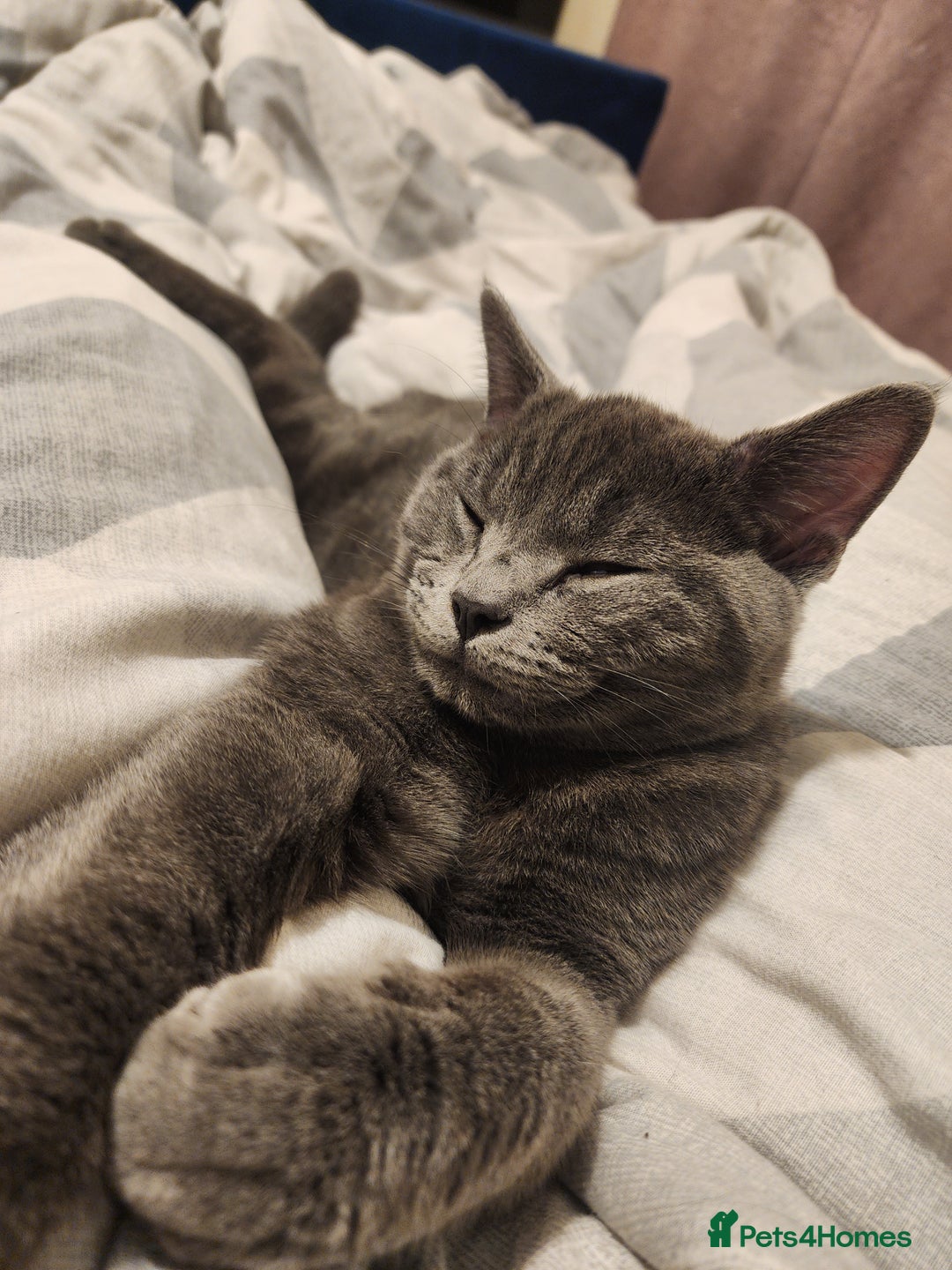 Mixed Breed cats for sale: British Shorthair mixed - Image 13