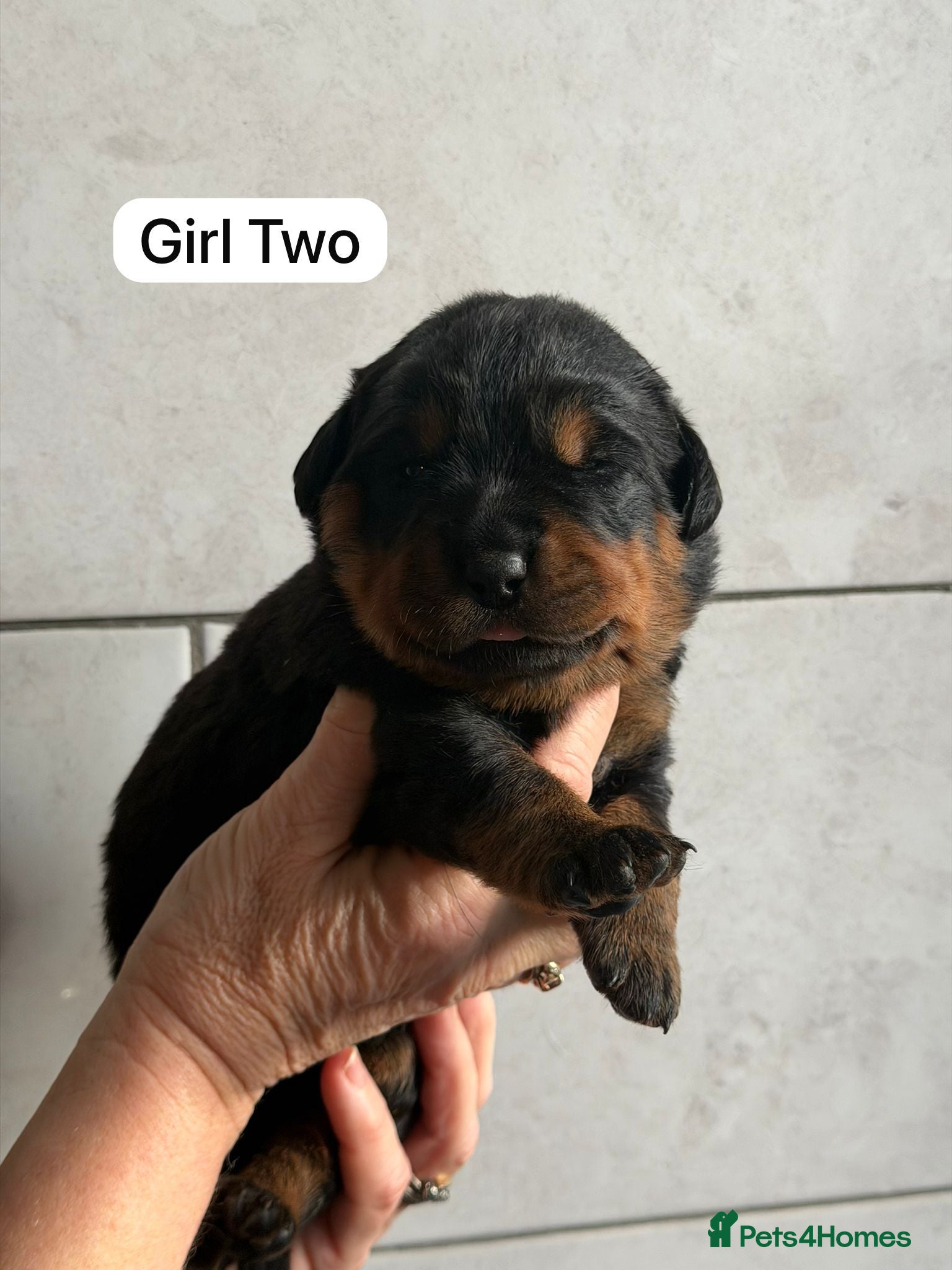 Rottweiler dogs Kc, dna, hips, elbows, eye tested parents  - Advert 3