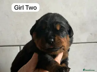 Rottweiler dogs Kc, dna, hips, elbows, eye tested parents - Advert 3