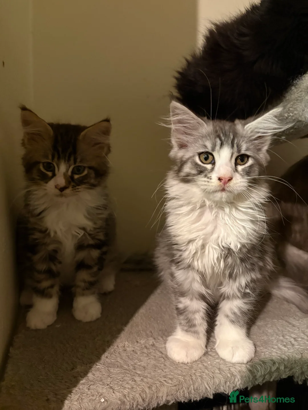 Maine Coon cats for sale: Maine Coon kittens ready to go.  - Advert 3