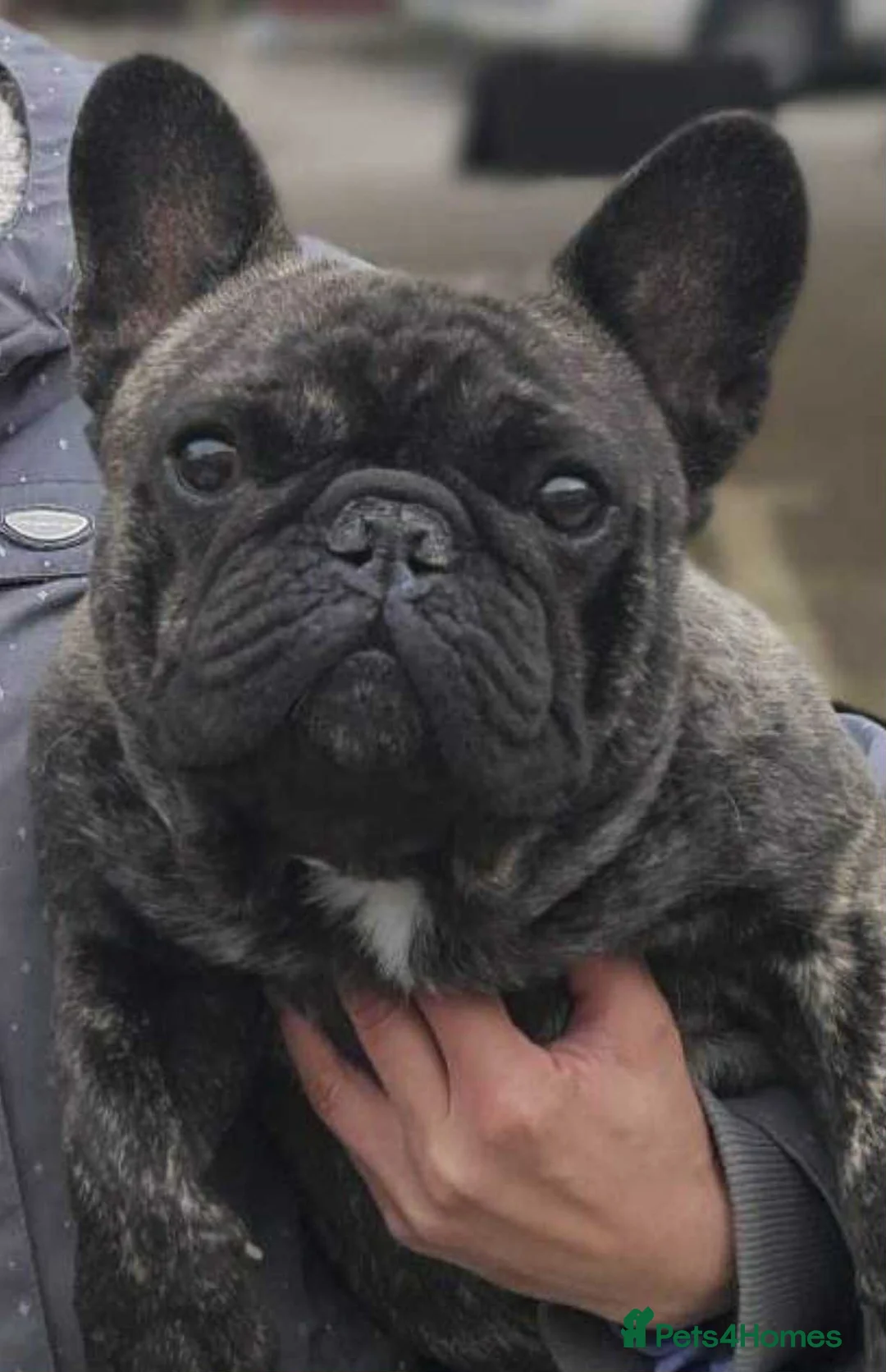 French Bulldog dogs for stud: International Champion French Bulldog For Stud - Advert 6