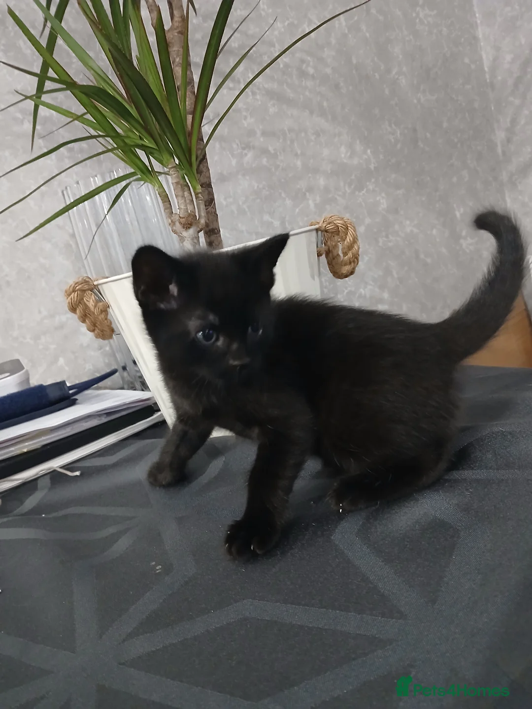 Mixed Breed cats for sale: 4 cute kittens for sale - Advert 8