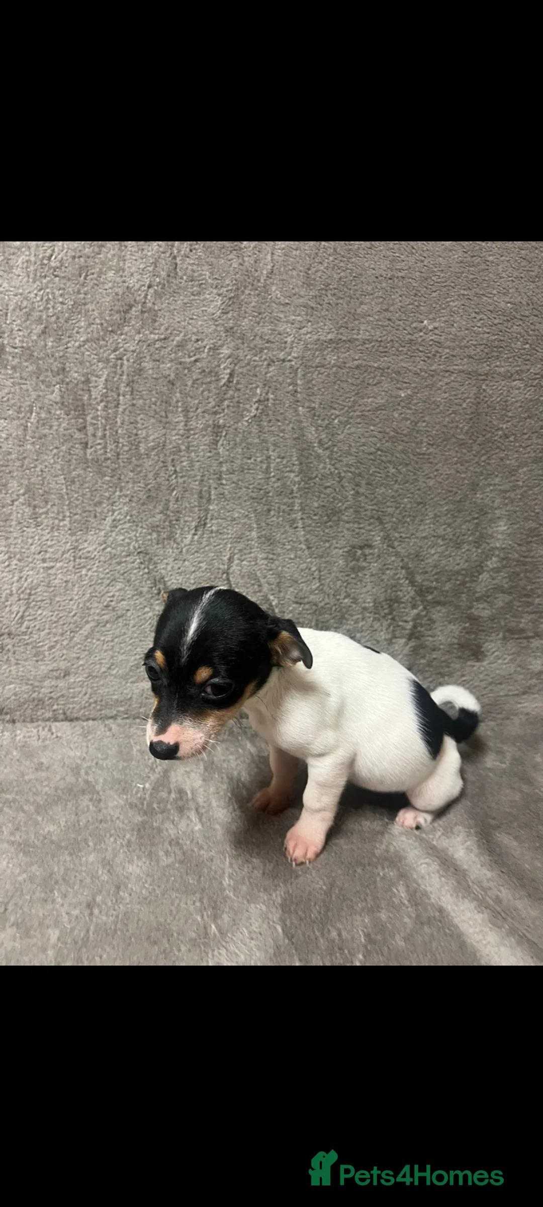 Jack Russell dogs for sale: Miniature jack Russell puppies  - Advert 3