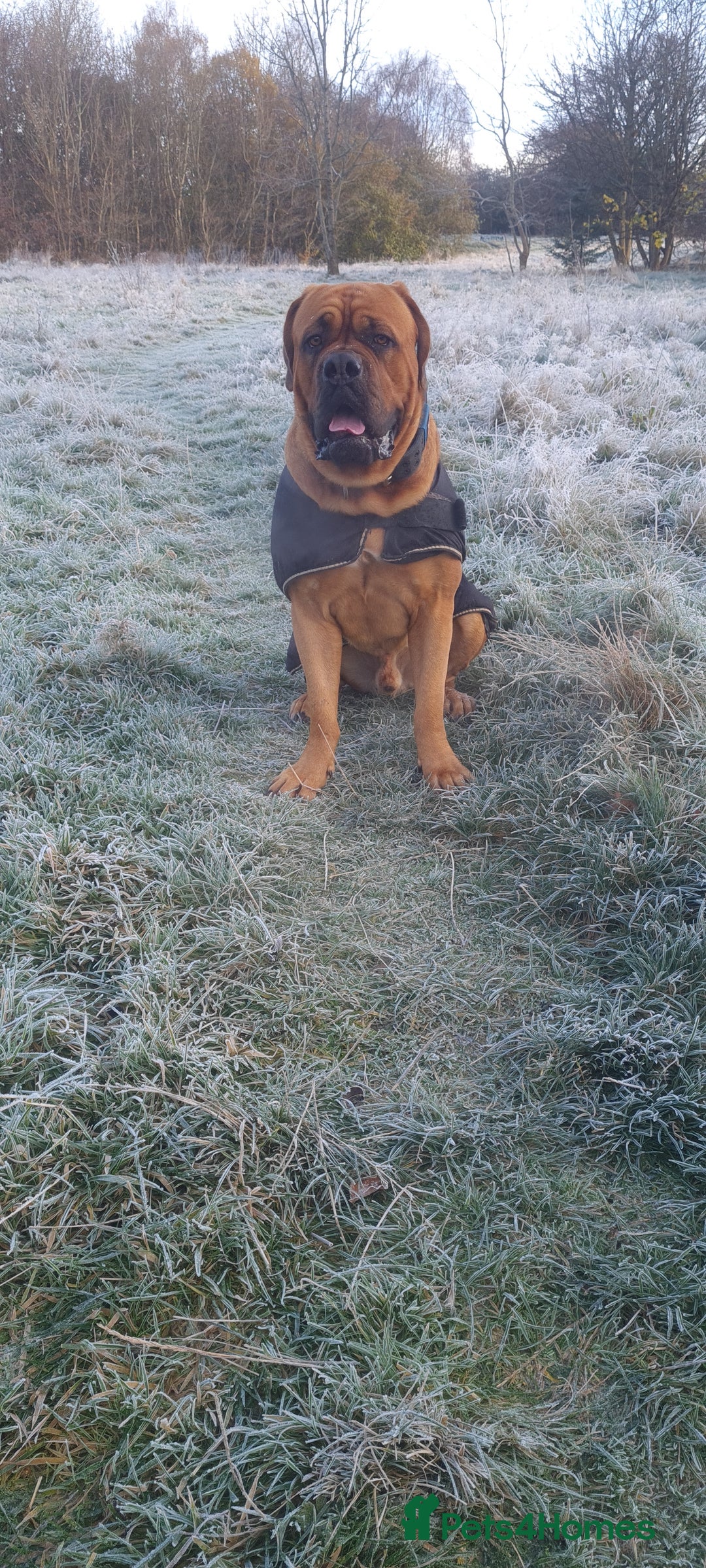 Dogue De Bordeaux dogs for stud: DOGUE DE BORDEUX STUD  in Glasgow - Image 10