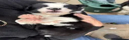 Border Collie dogs for sale: Beautiful Border Collie Puppies Available For Sale in Reading - Advert 14