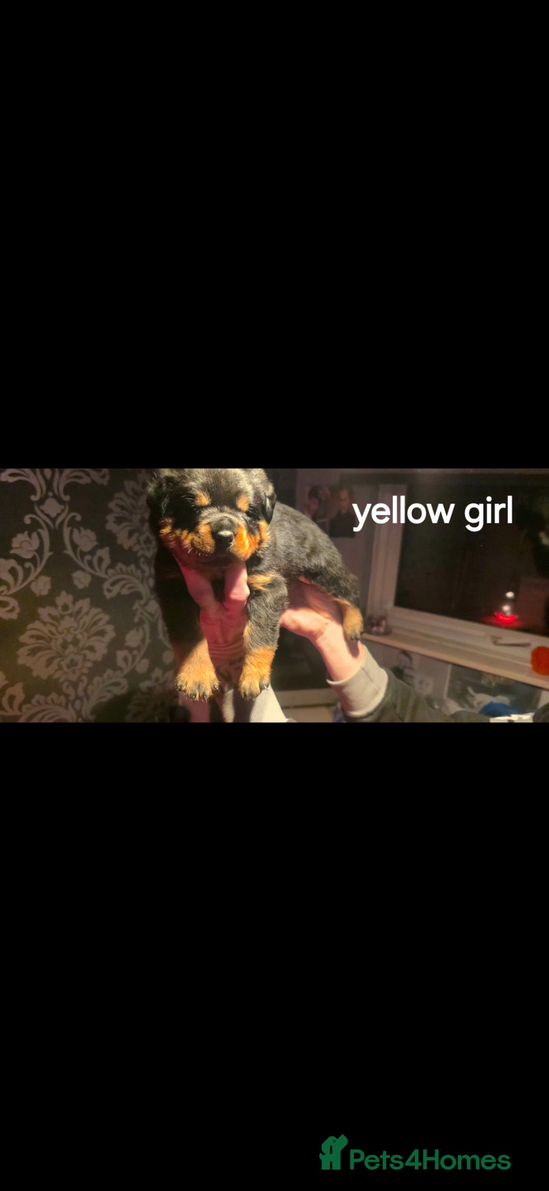 Rottweiler dogs for sale: Kc rottweiler  - Advert 21