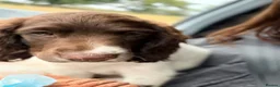 English Springer Spaniel dogs for sale: 3 Month old Springer Spaniel Male  in Airdrie - Advert 6