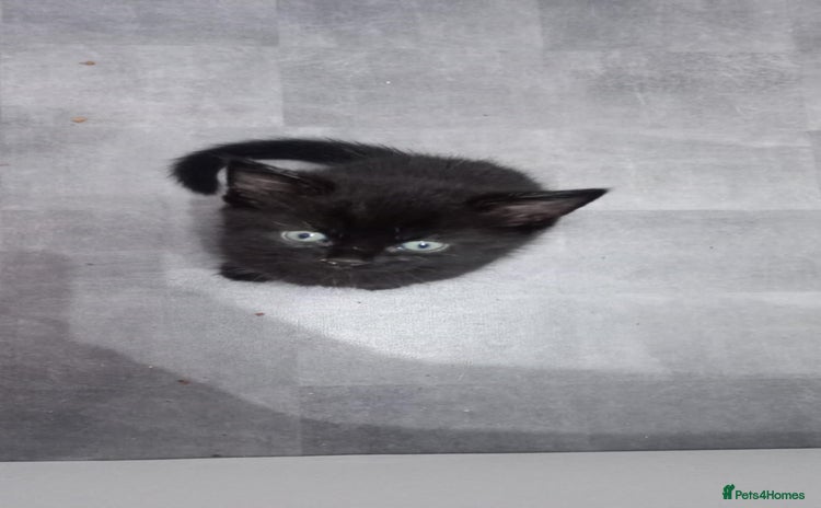 British Shorthair cats - Advert 2