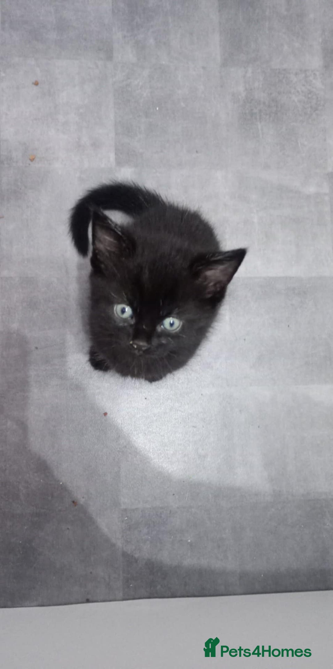 British Shorthair cats for sale: Beautiful little girl - Image 2