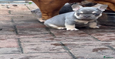 French Bulldog dogs - Advert 14