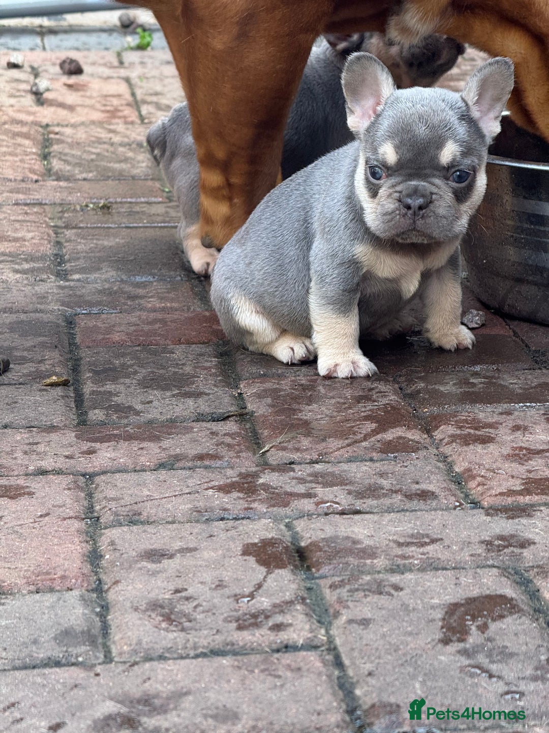 French Bulldog dogs for sale: Homie lines meet temple felson line  - Image 2