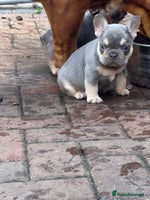 French Bulldog dogs - Advert 14