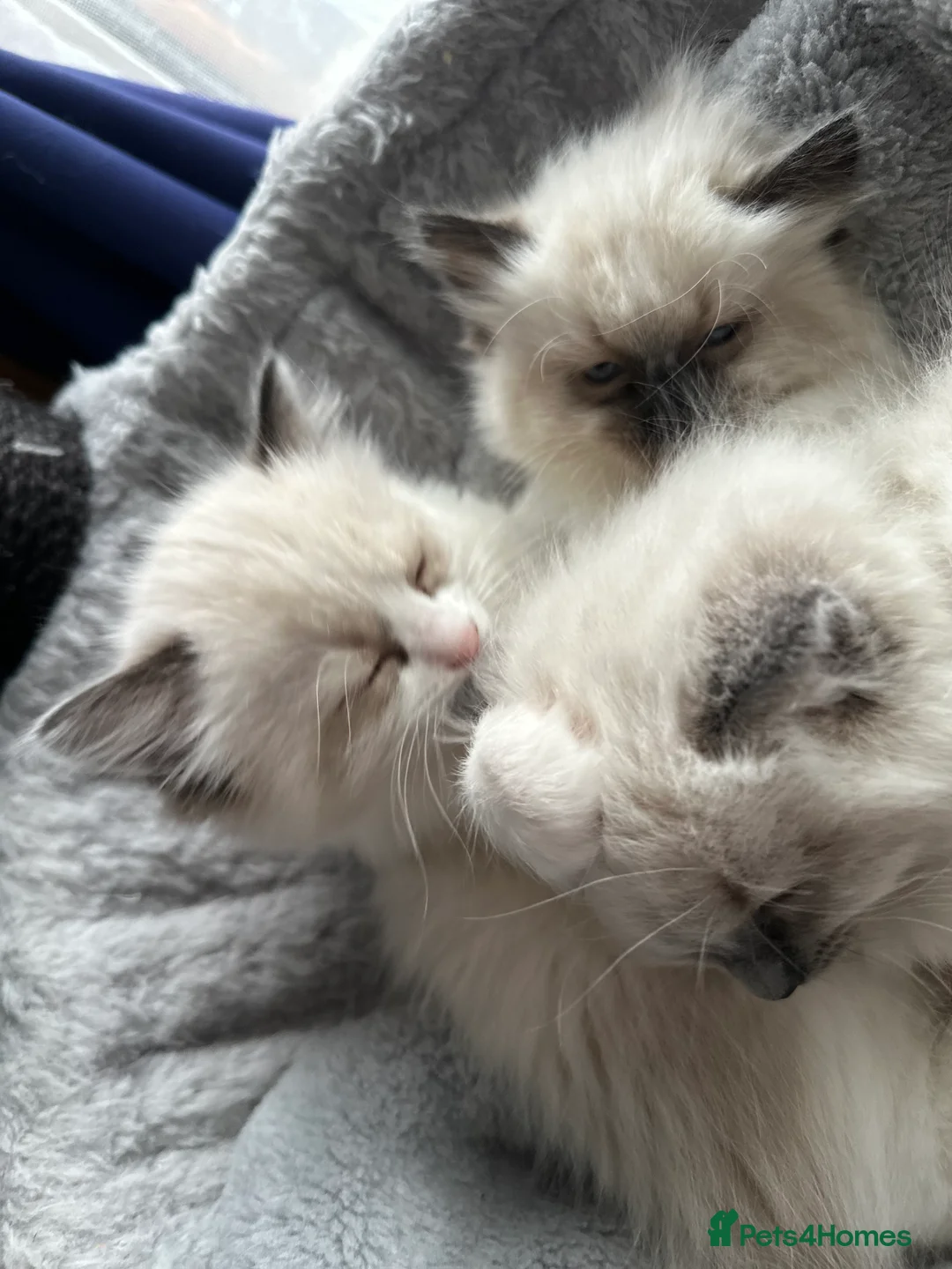 Ragdoll cats for sale: Gorgeous ragdoll girls!  - Advert 14