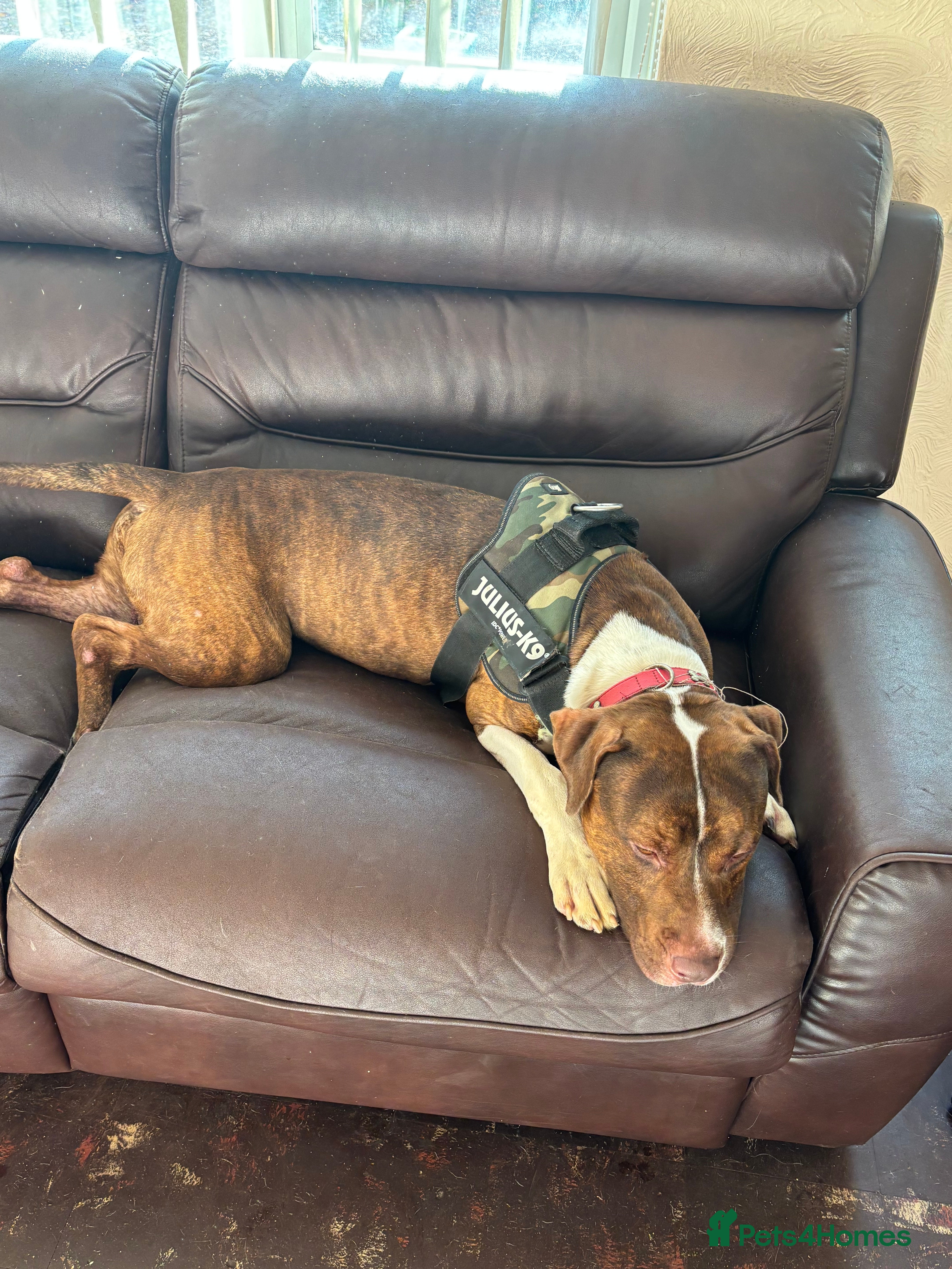 Mixed Breed dogs Meet drax please read description  - Advert 11