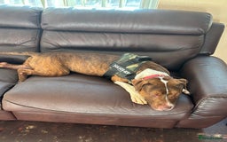 Mixed Breed dogs for sale: Meet drax  - Image 1