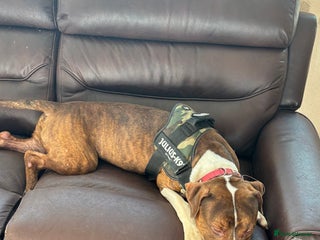 Mixed Breed dogs - Advert 22