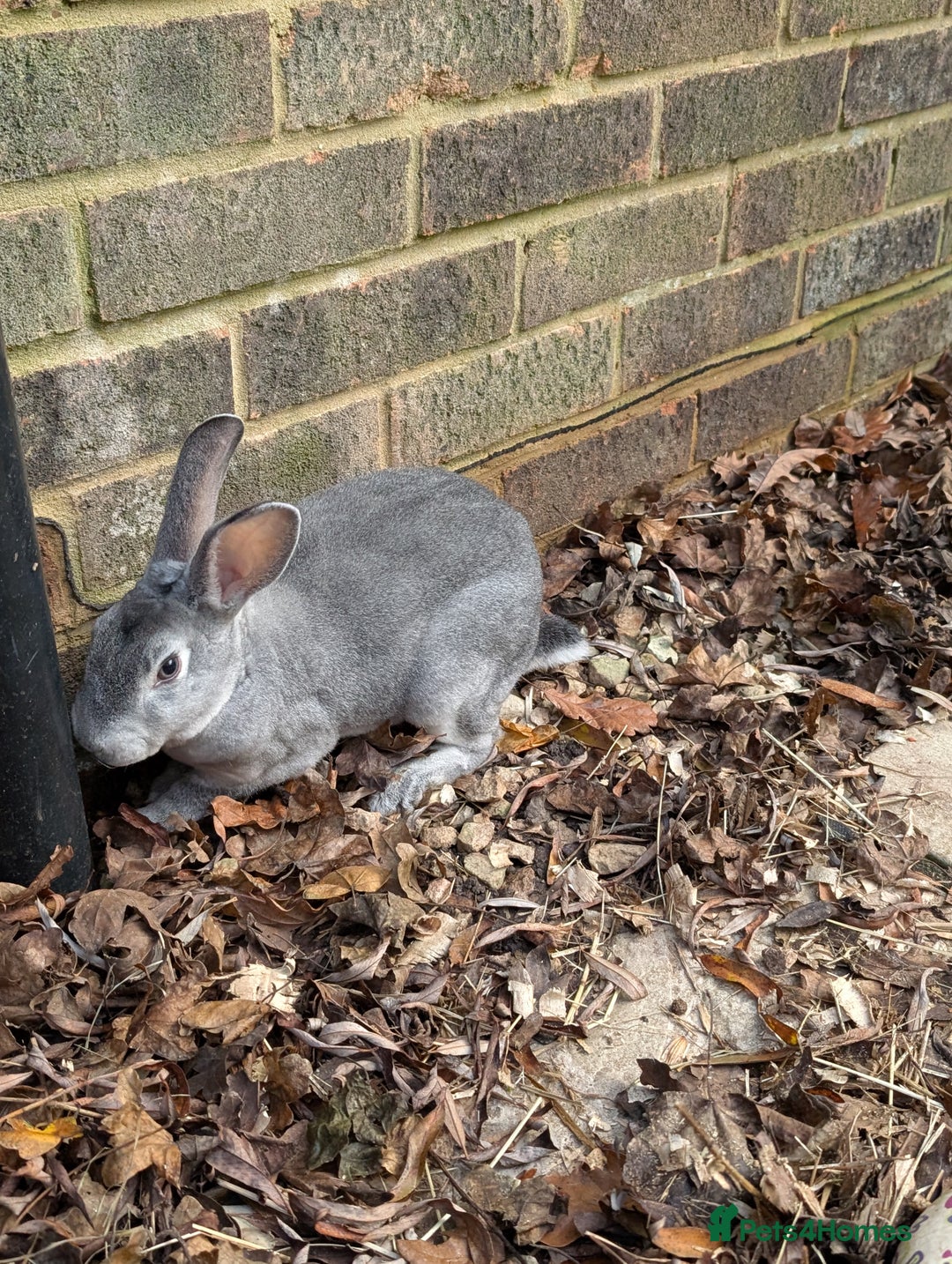 Rex rabbits for sale: Standard Rex Bucks - Advert 4
