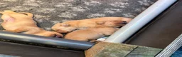Labrador Retriever dogs for sale: Outstanding Red Fox Labrador Puppies - Advert 7
