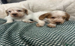Cocker Spaniel dogs for sale: Beautiful KC Roan Working  Cocker Puppies - Image 5