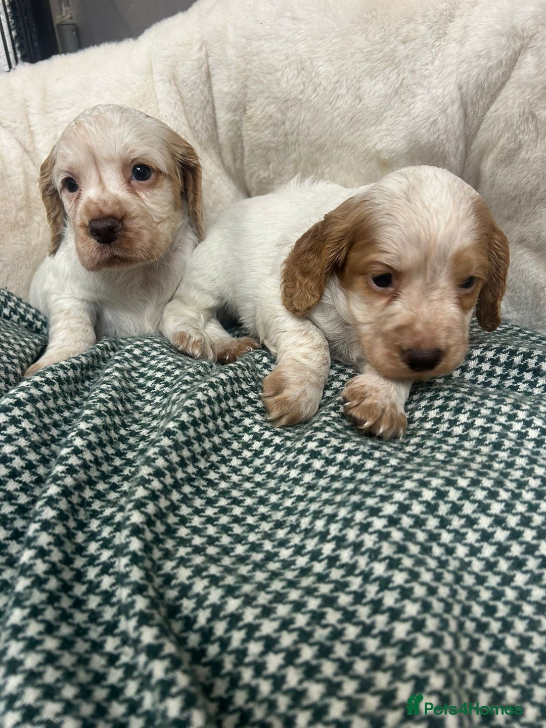 Cocker Spaniel dogs for sale: Beautiful KC Roan Working  Cocker Puppies - Image 5