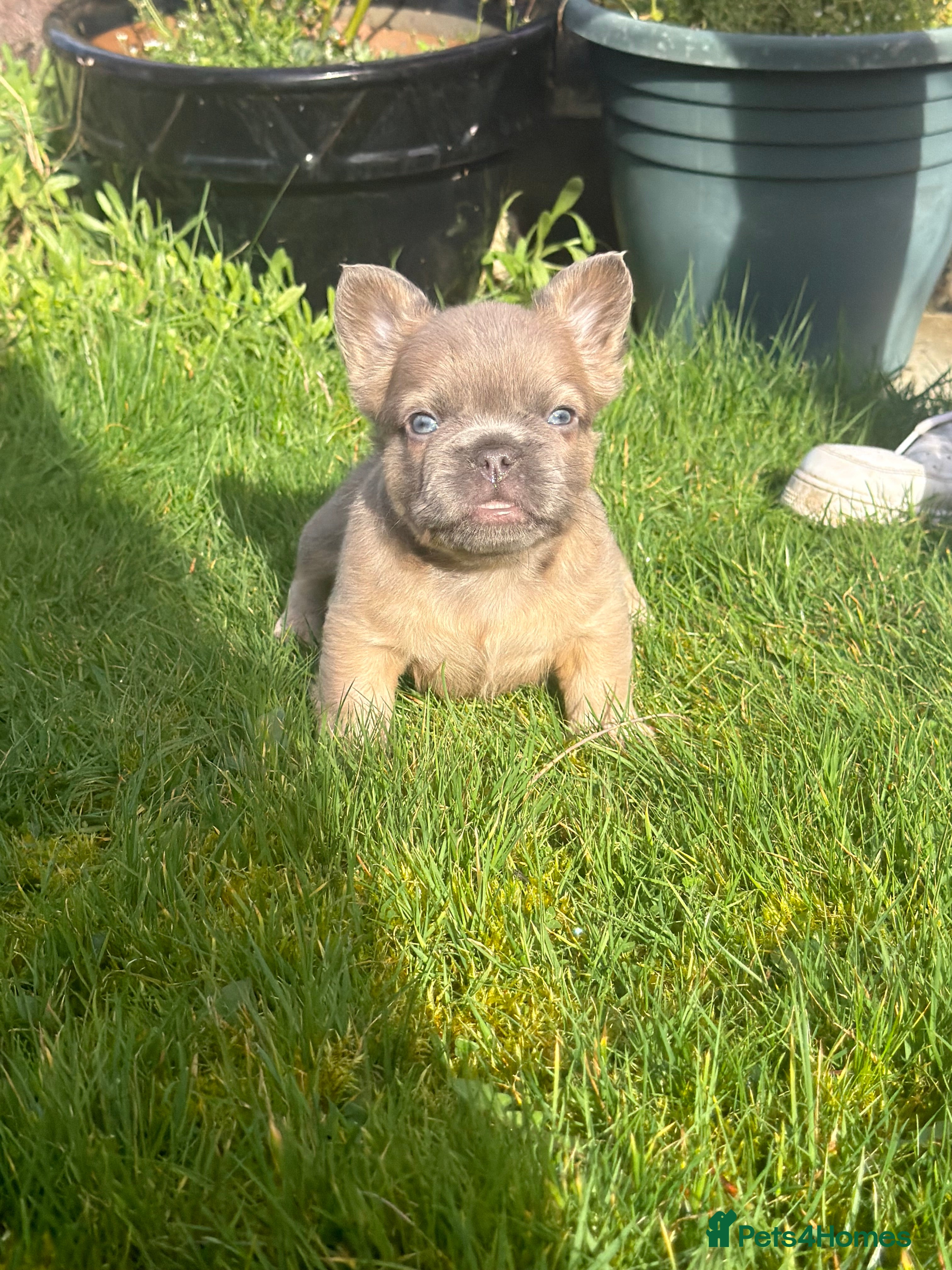 French Bulldog dogs 2 gorgeous French bulldog puppies  in Cardigan - Advert 5