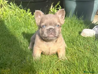 French Bulldog dogs 2 gorgeous French bulldog puppies - Advert 4