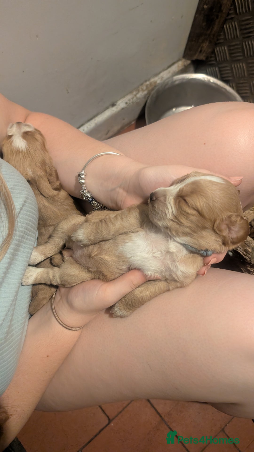 Cocker Spaniel dogs for sale: Working Cocker Spaniel Puppies  - Image 14