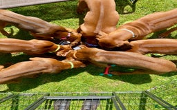 Rhodesian Ridgeback dogs for sale: Gorgeous Rhodesian Ridgeback Puppies  - Image 6