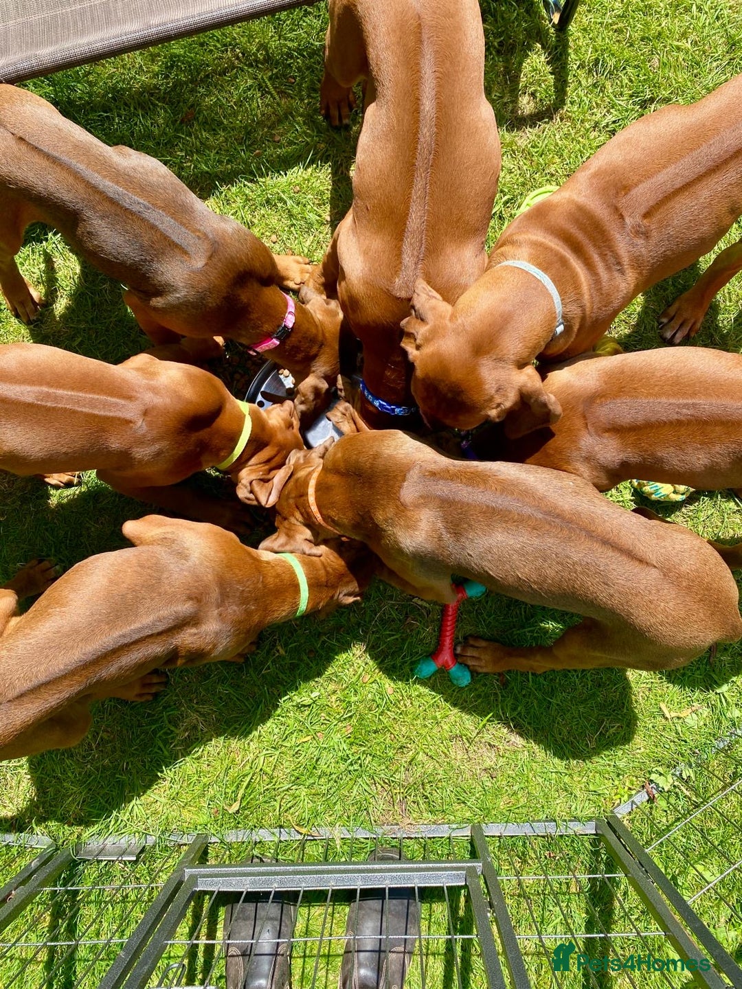Rhodesian Ridgeback dogs for sale: Gorgeous Rhodesian Ridgeback Puppies  - Image 6