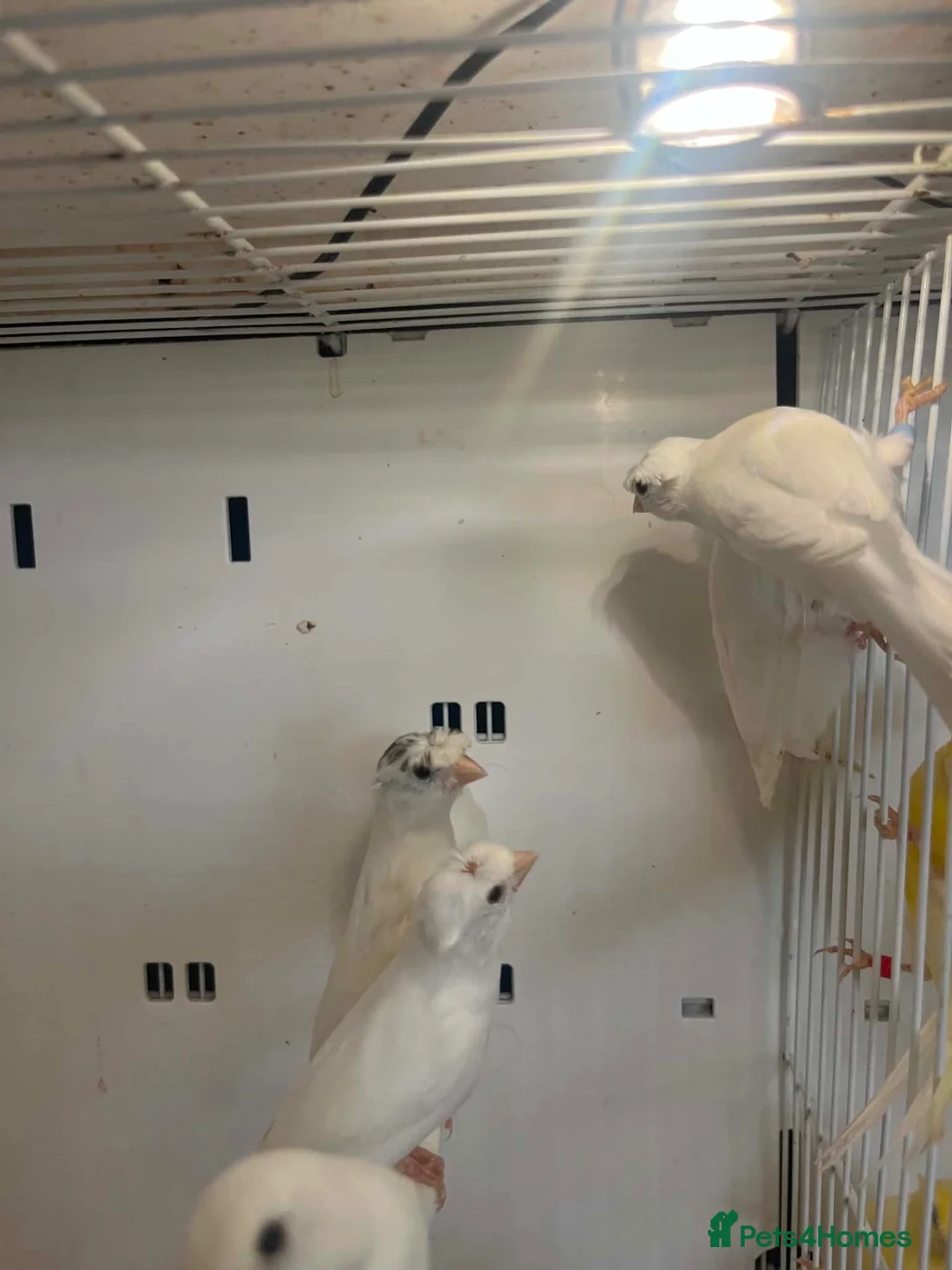 Canaries birds for sale: This years rylanders for sale  - Advert 4