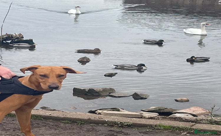 Mixed Breed dogs - Advert 3