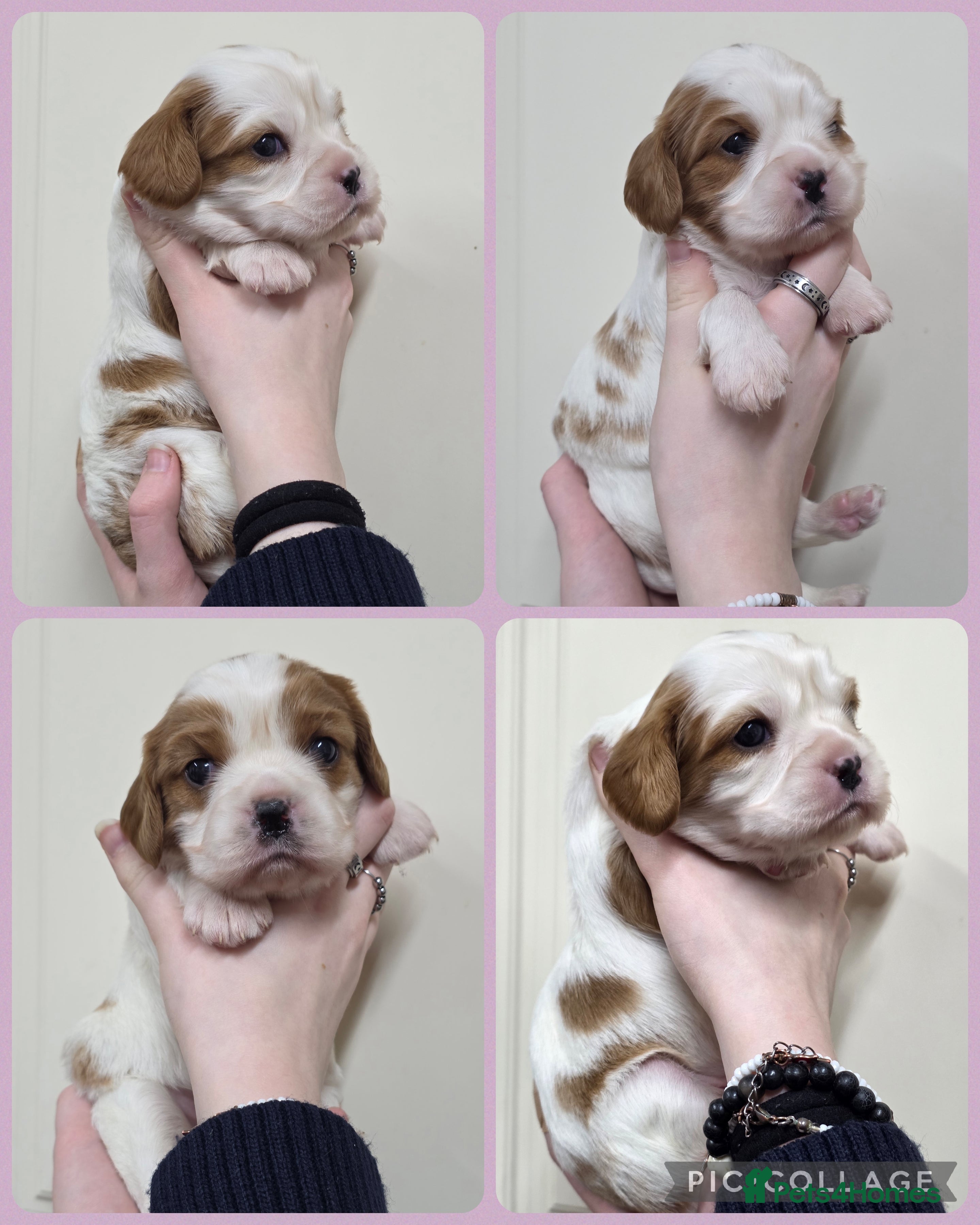 Cavalier King Charles Spaniel dogs Gorgeous cavalier king charles pups health tested - Advert 1