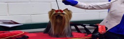 Yorkshire Terrier dogs for stud: 💚Yorkshire terrier sweet boy KC reg 💚 in Liverpool - Advert 4