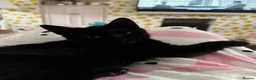 Mixed Breed cats for sale: *2 left* Kittens looking for Forever Home 🐈‍⬛ - Advert 8