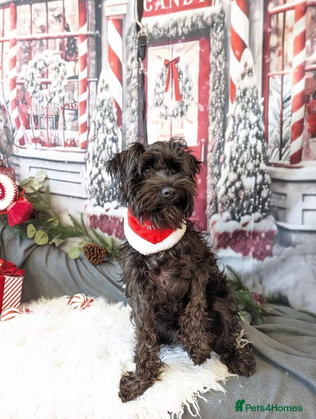 Miniature Schnauzer dogs for stud: Rockybobs Miniature Schnauzer: Fully health tested in Manchester - Advert 8