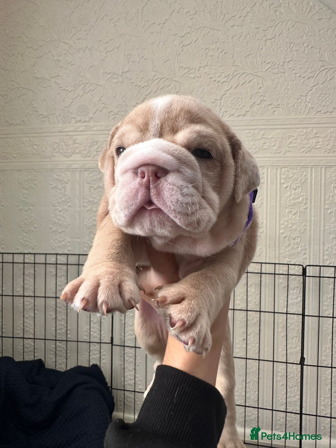 English Bulldog dogs for sale: English bulldog pups - Image 5