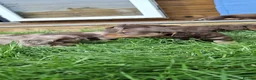 Dachshund dogs for sale: Beautiful long haired miniature daschunds . in Gosport - Advert 14