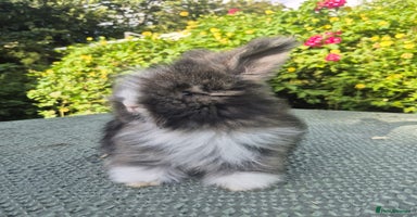 Angora rabbits - Advert 12