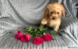 Miniature Poodle dogs for sale: Beautiful red small sized miniature poodle boy ✨💙 - Image 6