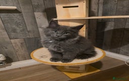 Maine Coon cats for sale: Maine Coon kittens avaliable - Image 17