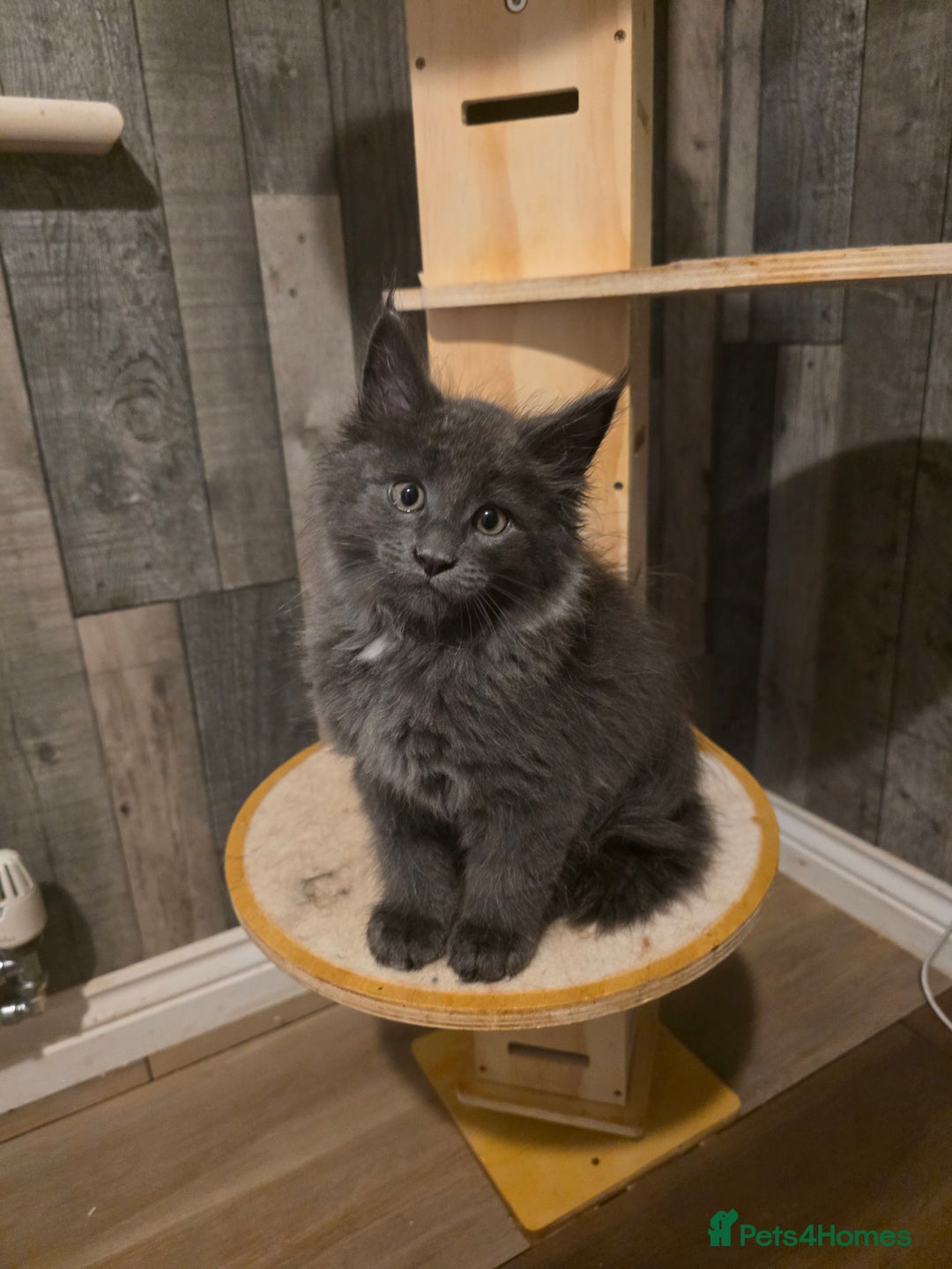 Maine Coon cats for sale: Maine Coon kittens avaliable - Image 17